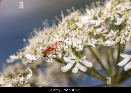 Beetle (Rhagonycha fulva), adulte sur Hogweed (Heracleum sphondylium), tête de flan, West Midlands, Angleterre, juillet. Banque D'Images