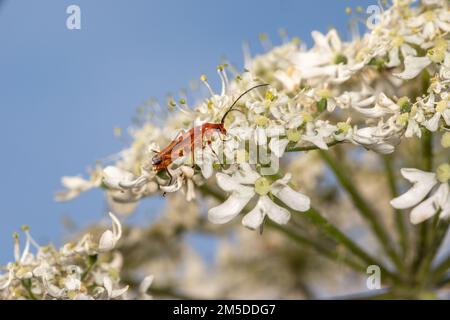 Beetle (Rhagonycha fulva), adulte sur Hogweed (Heracleum sphondylium), tête de flan, West Midlands, Angleterre, juillet. Banque D'Images