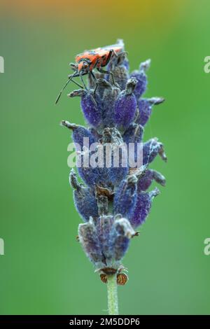 Bug de squash noir et rouge / Bug de cannelle (sous-titres de Corizus hyoscyami. Nigridorsu) se nourrissant de la tête de fleur de lavande en décomposition dans le jardin, West Midlands, août. Banque D'Images