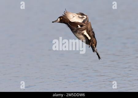 Canard touffeté (Aythya fuligula) adulte femelle en vol, WWT Slimbridge, Gloucestershire, Angleterre, janvier. Banque D'Images