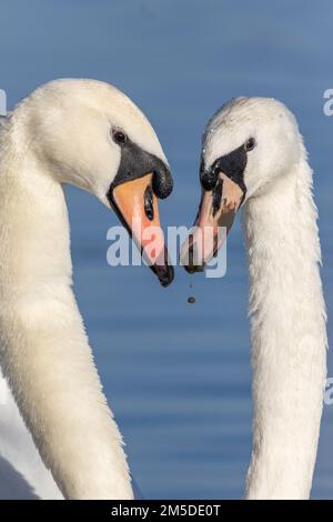 Mute Swan (Cygnus olor), paire d'adultes pendant le rituel de la cour sur l'eau, WWT Slimbridge, Gloucestershire, Angleterre, janvier. Banque D'Images