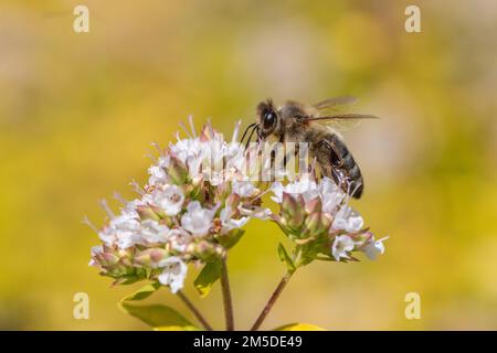 Abeille (APIs mellifera), travailleur se nourrissant du nectar de la plante florale de marjoram (Origanum majorana) dans le jardin, juillet. Banque D'Images