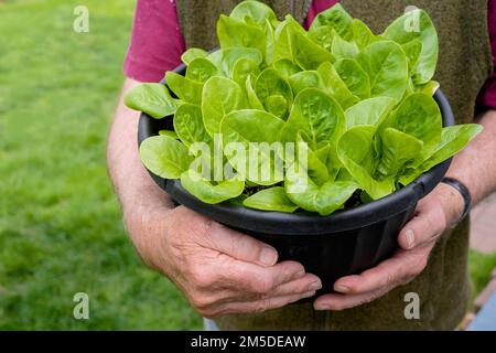 Jeunes plants de laitue romaine frais cultivés à la maison dans un planteur. Banque D'Images