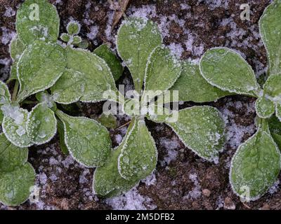 Jeunes plantules de salade de maïs ou de lattes de feuilles recouvertes de cristaux de glace après un gel dur. Banque D'Images