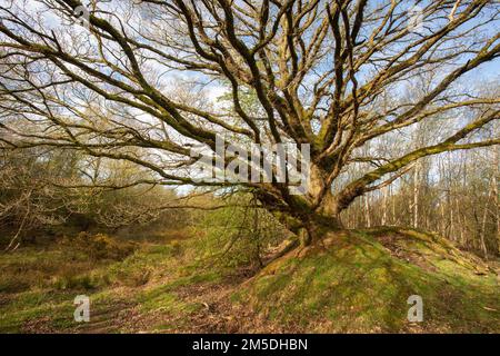 Chêne anglais, (Quercus robur), arbre ancien, West Midlands, Angleterre, Avril. Banque D'Images