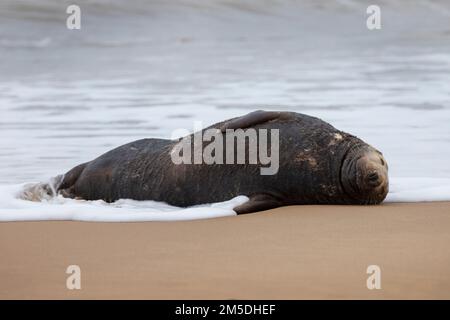 Phoque gris atlantique dormant dans les vagues à Waxham Beach à Norfolk, Royaume-Uni, décembre 2022 Banque D'Images