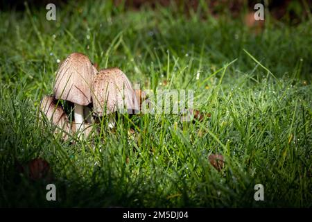 Champignons magiques de psilocybine en pleine forêt. Concept de composé naturellement psychoactif et hallucinogène. Banque D'Images