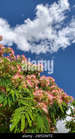 Un cliché vertical de fleurs d'acacia en soie sur des branches d'arbre sous un ciel bleu Banque D'Images