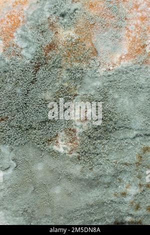 Moule sur pain, macro, vue de dessus. Le danger de moisissure, de produits périmés. Banque D'Images