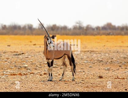 Isolé un Horned Gemsbok Oryx debout sur les plaines sèches et poussiéreuses d'Afrique Banque D'Images