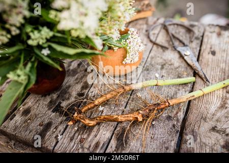 NAIN ELDER racine séchée organique en vrac Herb,Sambucus ebulus Elder herbacé - une plante médicinale utilisée pour traiter le rhumatisme, la goutte, les tumeurs, les blessures, et aussi Banque D'Images