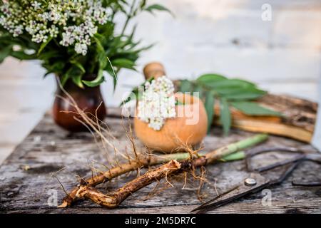 Récolte fraîche AÎNÉ NAIN racine biologique en vrac Herbe, Sambucus ebulus avec un bouquet de fleurs danewort. Sambucus ebulus, également connu sous le nom de danewort Banque D'Images