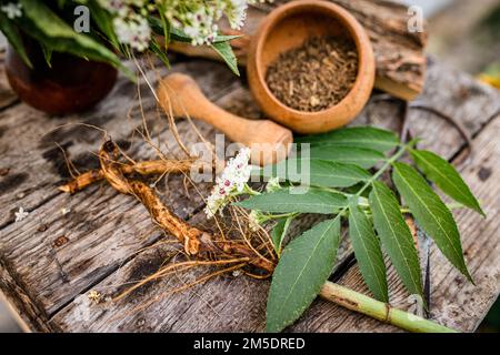 NAIN AÎNÉ racine séchée HERBE en vrac organique Sambucus ebulus, également connu sous le nom de danewort, adventice de dane, sang de danessang, nain aîné ou européen nain aîné, poudre Banque D'Images