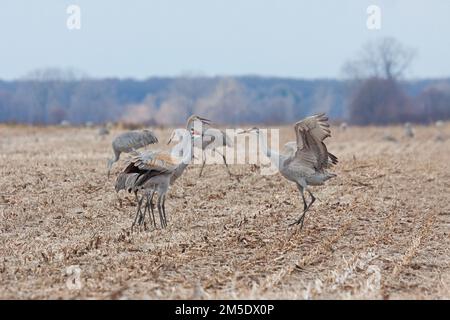 Les grues du sable dansent ensemble dans un champ de maïs récemment labouré. Banque D'Images