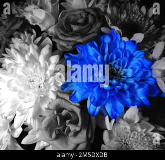 Une fleur bleu vif entre des fleurs en niveaux de gris dans le bouquet vue du dessus photo de stock Banque D'Images