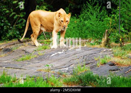 Une femelle de lion traque sa proie Banque D'Images