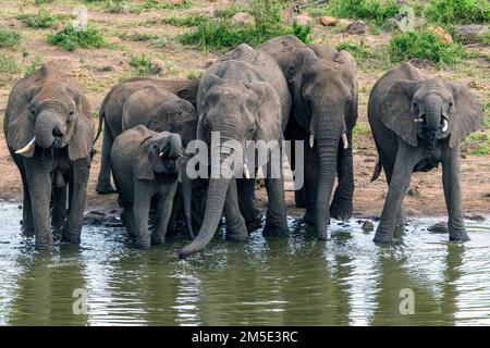 Les éléphants d'Afrique qui boivent à Mlondozidam (Lower Sabie Park), parc national Kruger, Afrique du Sud. Banque D'Images