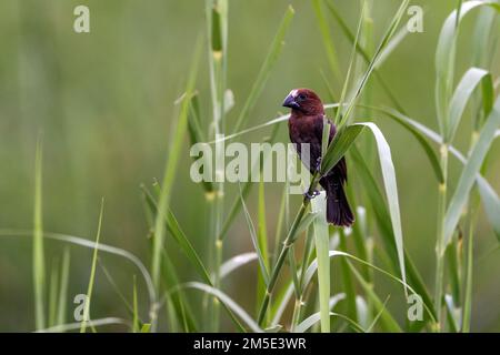 Tisserand à bec épais (Amblyospiza albifrons) de Lower Sabie, territoire national de Kruger, Afrique du Sud. Banque D'Images