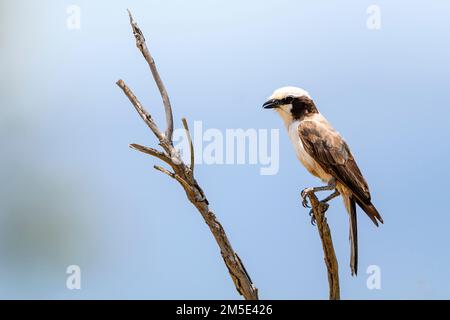 Crevettes à couronne blanche du sud (Eurocephalus anguitimen) de Berg-en-Dal, PN Kruger, Afrique du Sud. Banque D'Images