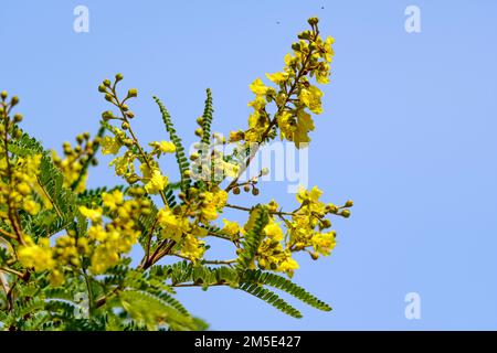 Fleurs de l'eau pleuvante (Peltophorum africanum) de Berg en Dal, PNP Kruger, Afrique du Sud. Banque D'Images