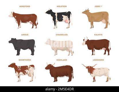 Kit de vache. Hereford, Holstein, Jersey, Angus, Charolais, Kalmyk, Shorthorn, Highland, Longhorn. Bovins laitiers Illustration de Vecteur