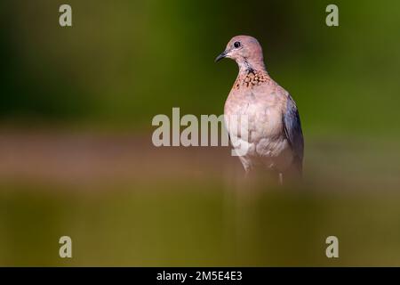 La colombe rieuse (Streptopelia senegalensis) de Zimanga, Afrique du Sud. Banque D'Images