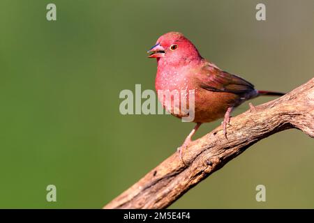 Pompier à bec rouge mâle (Lagonosticta senegala) de Zimanga, Afrique du Sud. Banque D'Images