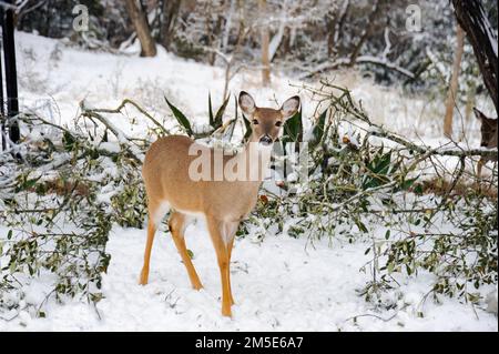 Jeunes Doe à queue blanche dans la neige qui se nourrissent après une tempête d'hiver. Banque D'Images
