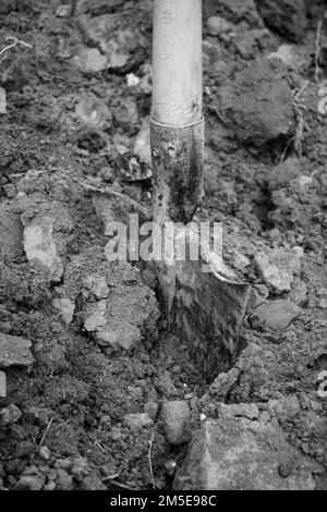 Opérations de creusage dans un potager pour préparer la terre pour le semis de printemps. Banque D'Images