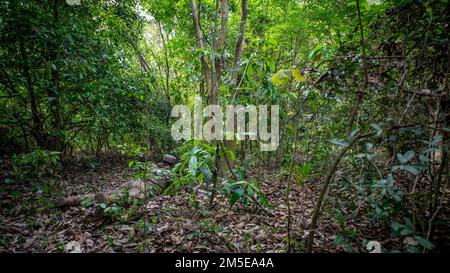 SPC Kyle Errity, Alpha Company, 29th Brigade Engineer Battalion, 3rd Brigade combat Team, 25th Infantry Division, prend pour but tout en simulant des forces opposées pendant l'entraînement de patrouille dans la jungle, le 7th mars 2022, fort Thanarat, Thaïlande. L'entraînement dans la jungle est un domaine clé de Hanuman Guardian 22 (Hg22). Hg22 fait partie de la série Pacific Pathways, conçue pour accroître la préparation, renforcer les relations et développer l'interopérabilité entre les membres du service des États-Unis Armée et armée royale thaïlandaise. Banque D'Images