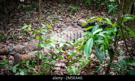 SPC Kyle Errity, Alpha Company, 29th Brigade Engineer Battalion, 3rd Brigade combat Team, 25th Infantry Division, prend pour but tout en simulant des forces opposées pendant l'entraînement de patrouille dans la jungle, le 7th mars 2022, fort Thanarat, Thaïlande. L'entraînement dans la jungle est un domaine clé de Hanuman Guardian 22 (Hg22). Hg22 fait partie de la série Pacific Pathways, conçue pour accroître la préparation, renforcer les relations et développer l'interopérabilité entre les membres du service des États-Unis Armée et armée royale thaïlandaise. Banque D'Images