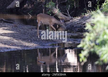 Parc national de Myakka River Floride États-Unis Banque D'Images