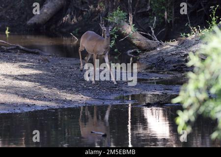 Parc national de Myakka River Floride États-Unis Banque D'Images