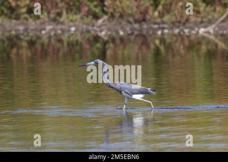 Heron tricolore Myakka River State Park Florida USA Banque D'Images