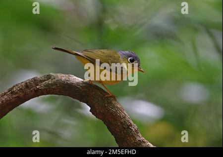 Paruline à dominante blanche (Phylloscopus intermedius ocularis) adulte perchée sur la branche de Da Lat. Vietnam Décembre Banque D'Images