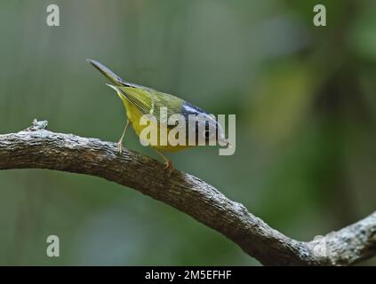 Paruline à dominante blanche (Phylloscopus intermedius ocularis) adulte perchée sur la branche de Da Lat. Vietnam Décembre Banque D'Images