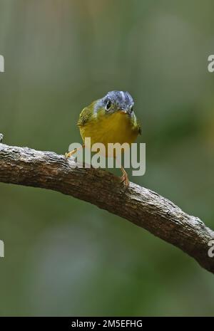 Paruline à dominante blanche (Phylloscopus intermedius ocularis) adulte perchée sur la branche de Da Lat. Vietnam Décembre Banque D'Images