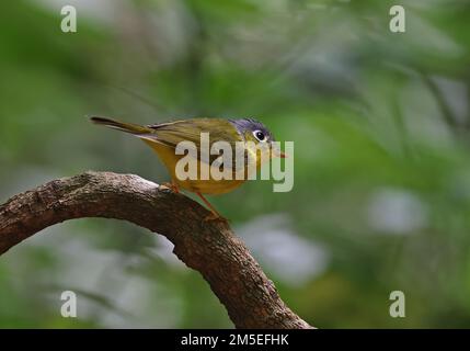 Paruline à dominante blanche (Phylloscopus intermedius ocularis) adulte perchée sur la branche de Da Lat. Vietnam Décembre Banque D'Images