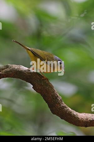 Paruline à dominante blanche (Phylloscopus intermedius ocularis) adulte perchée sur la branche de Da Lat. Vietnam Décembre Banque D'Images