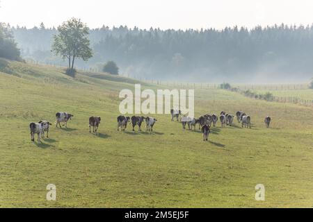 Troupeau de vaches Montbéliarde dans un pâturage. Doubs, France. Banque D'Images