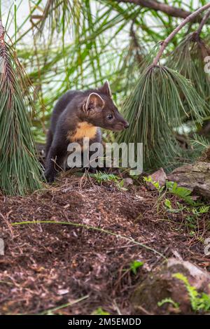 Le kit de la martre d'Amérique (Martes americana) se situe entre l'été du pin - animal captif Banque D'Images