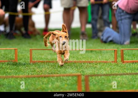 Dachshund à poil long dépasse les obstacles - courses de Dachshund Banque D'Images