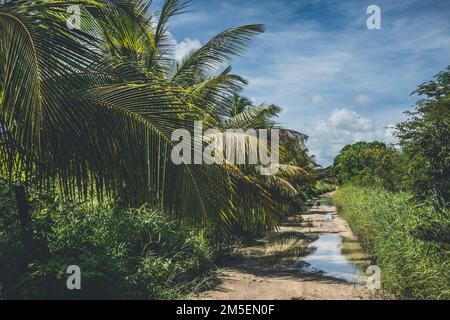 Chemin de terre avec des flaques après avoir plu dans un environnement tropical avec des buissons et des palmiers autour Banque D'Images