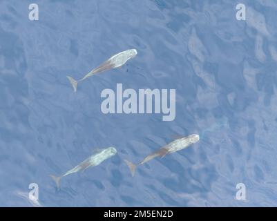 Un groupe de dauphins de Risso, Grampus griseus, nagent dans l'océan Pacifique Sud près des îles Salomon. Les adultes ont tendance à être fortement marqués. Banque D'Images