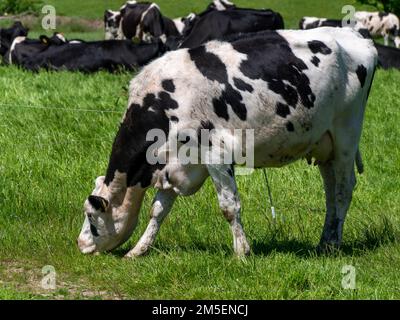 Au printemps, une vache blanche aux taches noires tombe sur le champ d'un agriculteur. Élevage. Vache blanche et noire sur gazon vert Banque D'Images