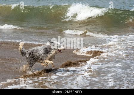 Chien courant dans le surf sur une plage du Yorkshire Banque D'Images