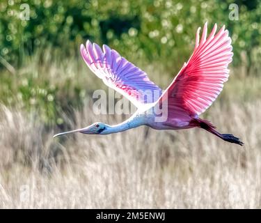 Roseate Spoonbill en vol à la réserve naturelle de Merritt Island en Floride Banque D'Images