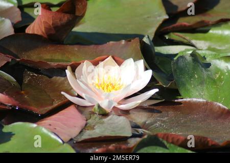 Un gros plan d'un nénuphars (Nymphaeaceae) à la surface d'un étang recouvert de grandes feuilles Banque D'Images