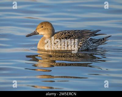 Femme nageant au nord du Pintail (Anas acuta), Welney, Norfolk, Angleterre Banque D'Images