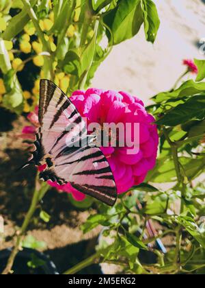 Une petite queue rose (Iphiclides podalirius) sur une fleur dans un jardin Banque D'Images